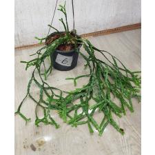 huperzia sp 6 pot