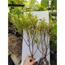 Syzygium paniculatum albomarginata 292