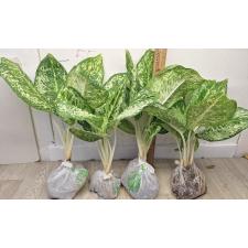 Аглаонема 3 Бриллианта / Aglaonema 3 diamonds A-4