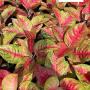 Aglaonema  Mahasethee A-80