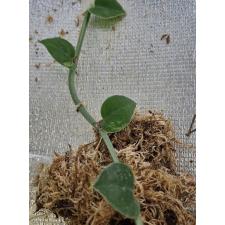 Рафидофора Хайи варегатная срез / Rhaphidophora hayi variegated