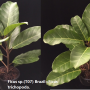 Ficus sp.(T07) Brazil=Ficus trichopoda.
