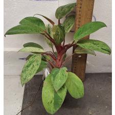 Филодендрон Конго карлик варегатный / Philodendron Congo dwarf variegated