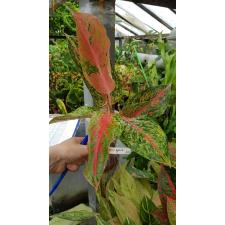 Aglaonema Lak Sub 203