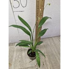 Chlorophytum bichetii pot flow