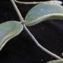 Hoya thomsoni (dense hair leaf)         530