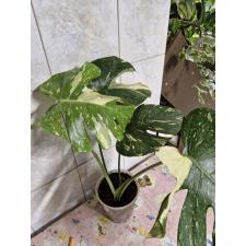 Monstera deliciosa ‘Thai Constellation’ pot по 3200р