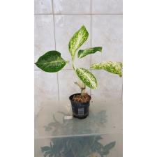 Aglaonema Ballang Kaew (yellow form)