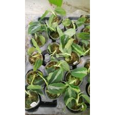 Аглаонема пиктум Триколор / Aglaonema pictum 'Tricolor'