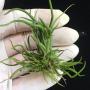Tillandsia bulbosa Super Dwarf.