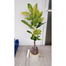 Codiaeum ovalifolium 187