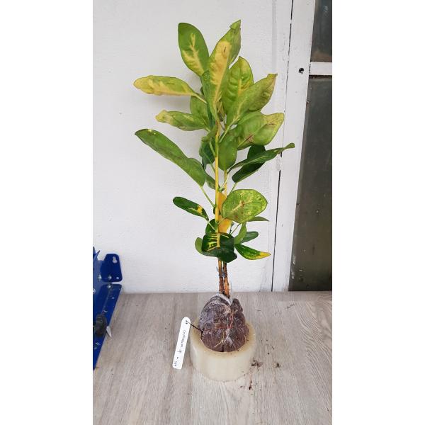 Codiaeum ovalifolium 187