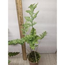 Phlebodium aureum 'Mandaianum