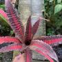 Cryptanthus Lisa Vinzant
