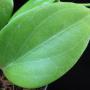 Hoya sp.583 (aff. cominsii) long leaf           583