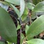 Hoya micrantha (Chumporn)(#855) 855