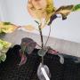 Codiaeum Thep Amarin