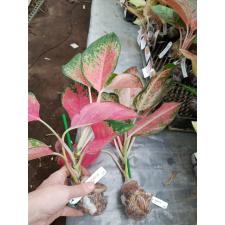 Aglaonema Chang Daeng 6А