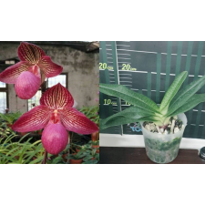 Папхиопедилум микрантум / Paph.micranthum