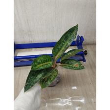 Aglaonema Indiana King A-30