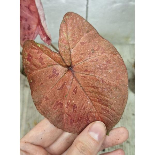 Caladium sp CC-2
