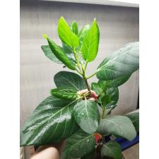 ficus benghalensis L 