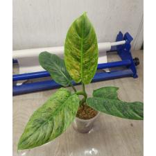 Philodendron cruentum variegata стакан 1600р 