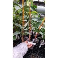 Stephanotis Floribunda 'alpine' 12 cm pot