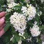 Murraya paniculata 'Snowball' (oval leaf).