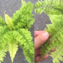 Nephrolepis exaltata cv. Vintage Lace (Wide and green leaf).