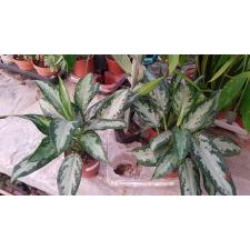 Aglaonema 'jubilee Compacta' 12 cm pot