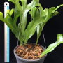 Polypodium polycarpon cv. Grandiceps (wide leaf)