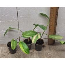 Drimiopsis maculata variegata (S)