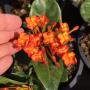 Ixora Bangkok Bicolor (orange and yellow).