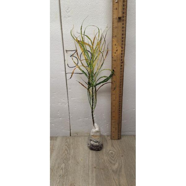 Codiaeum A59 Picasso Уценка