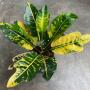 Codiaeum Sethee Muang Korn.