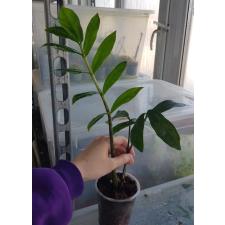 Zamioculcas zamiifolia green (long leaf)