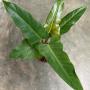 Philodendron sp.(T02)