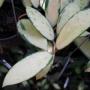 Hoya verticillata variegata No.2  321