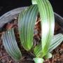 Ledebouria Cooper