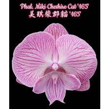 Фаленопсис Мики Чеширский Кот '165' / Phal. Miki Cheshire Cat '165'