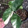 Epipremnum pinnatum (white variegated). s