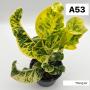 Codeium A53 Thong lor