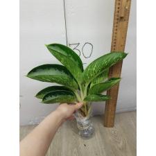 Aglaonema Banana wealthy round A-79