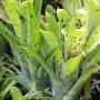 Neoregelia pauciflora