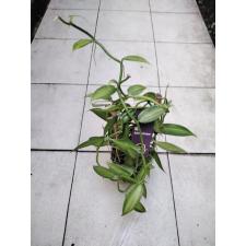 Vanilla Planifolia (variegata P12