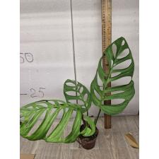 Monstera epipremnoides 'Esqueleto 2+lev стакан