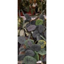Alocasia chaii