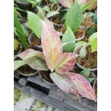 Hoya obscura 