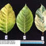 Ficus sp.(T32) Golden variegated
